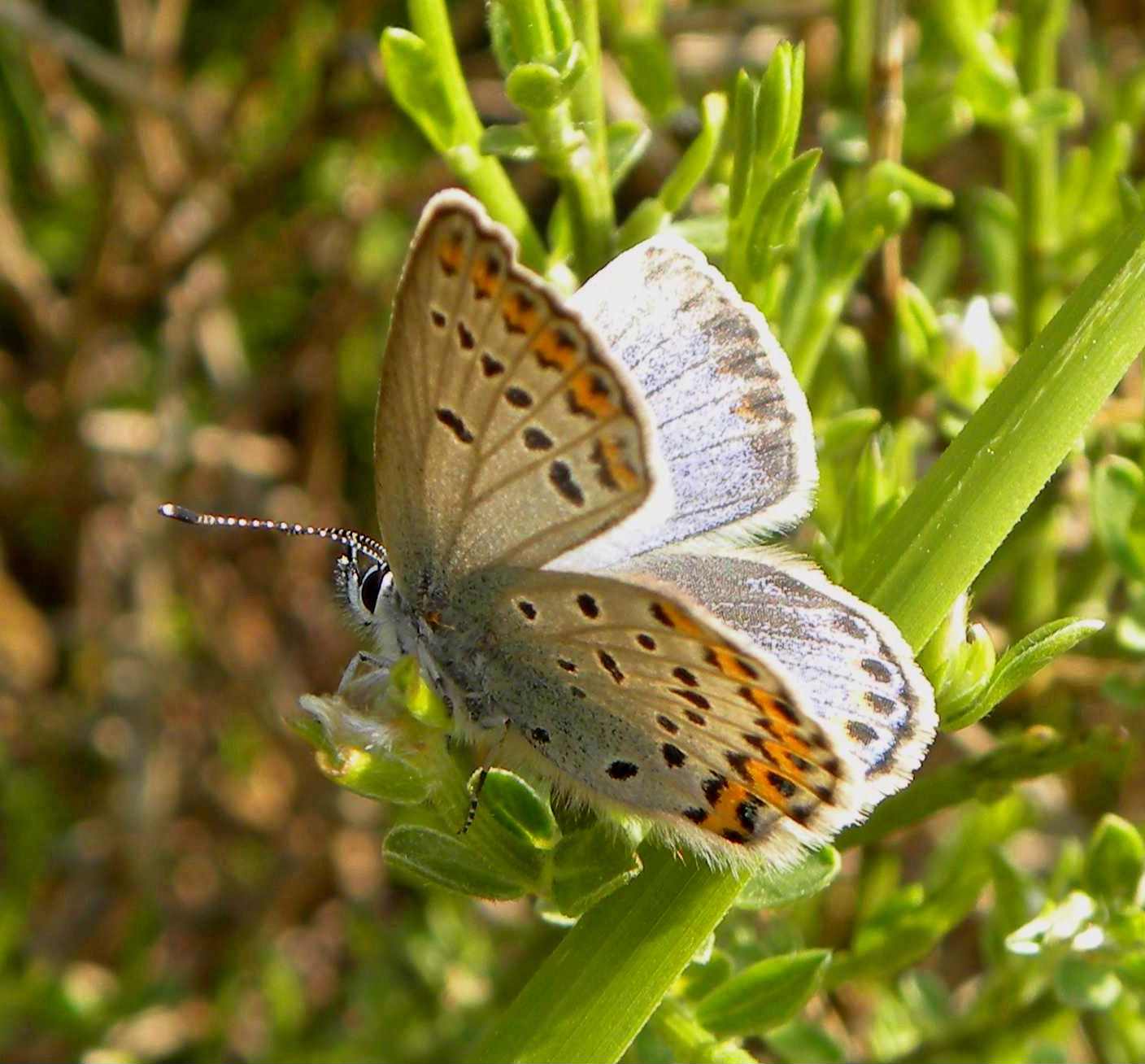 farfalla da identificare